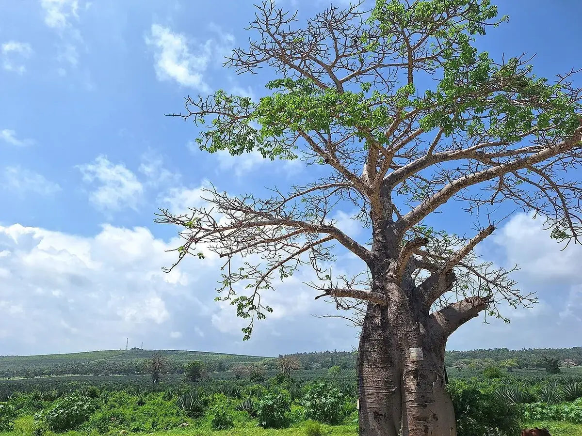 Large baobab tree against a blue sky